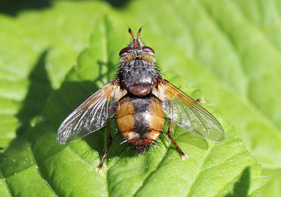 Tachina cf magnicornis?